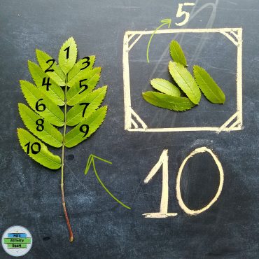 Counting With Leaves